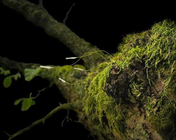 Plantage, Music Video